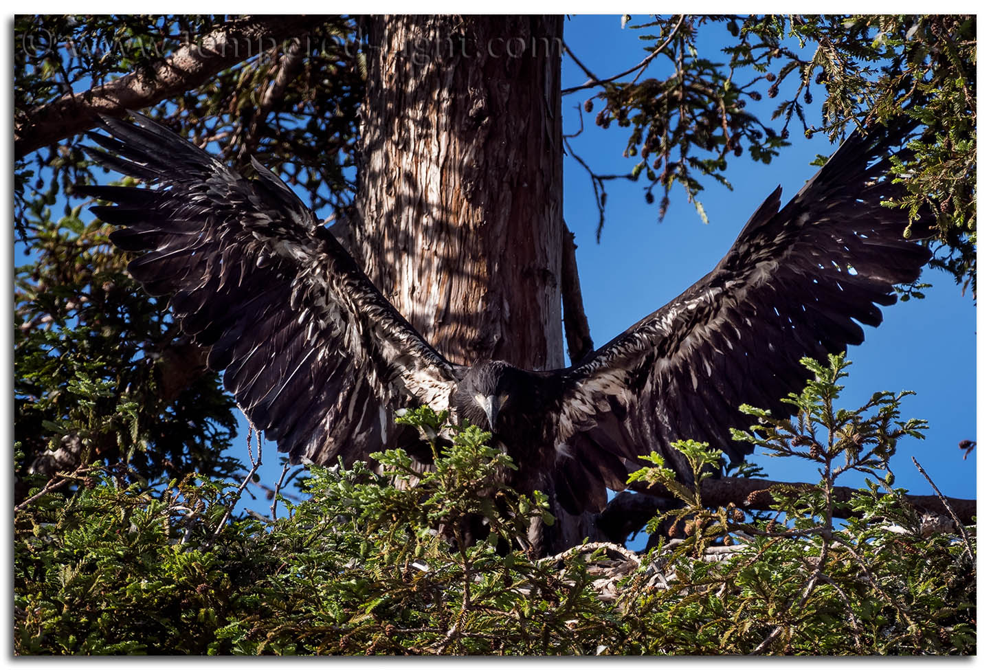 Bald Eagle (Juvenile)