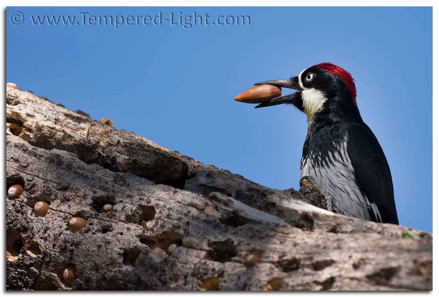 Acorn Woodpecker