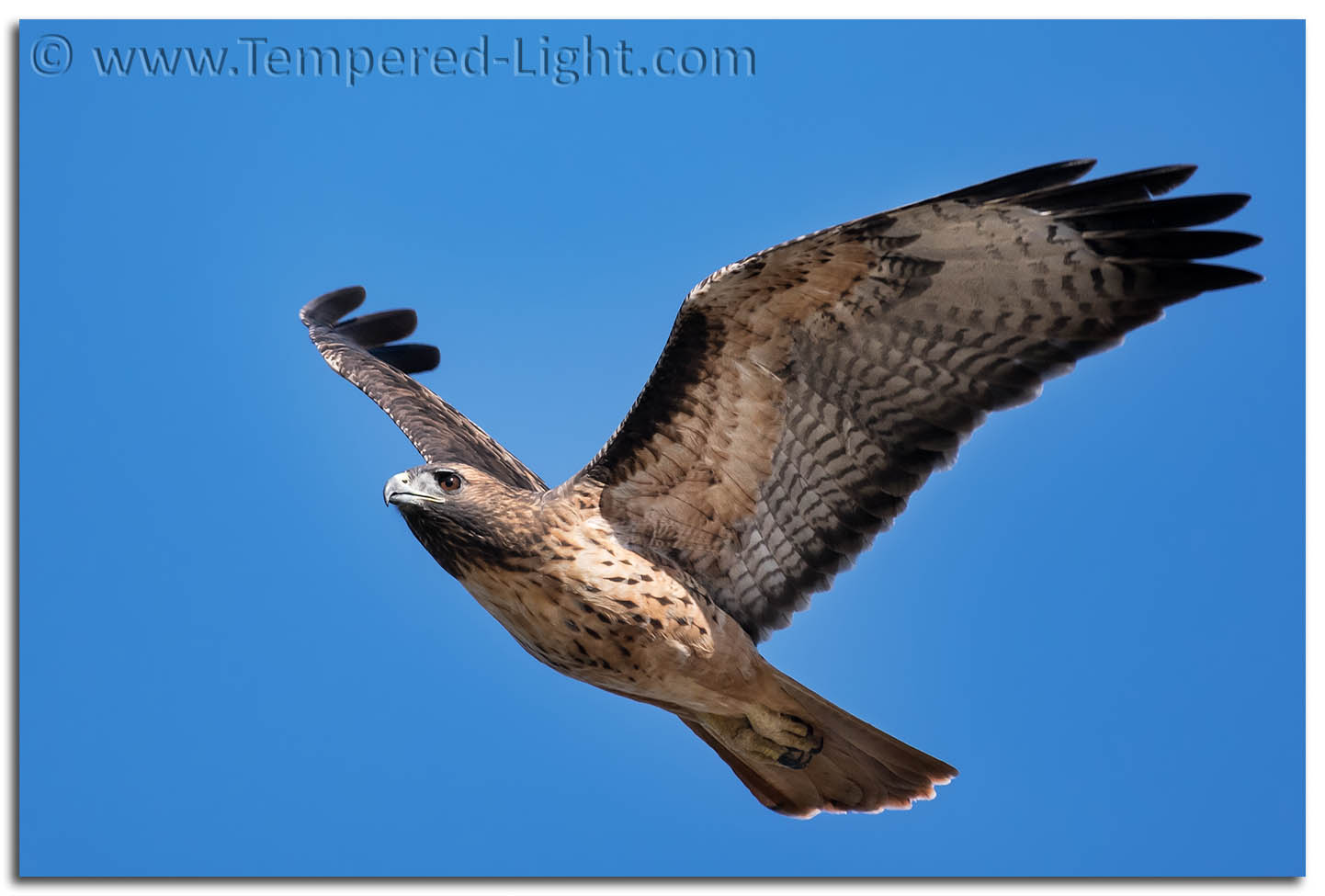 Red-Tailed Hawk