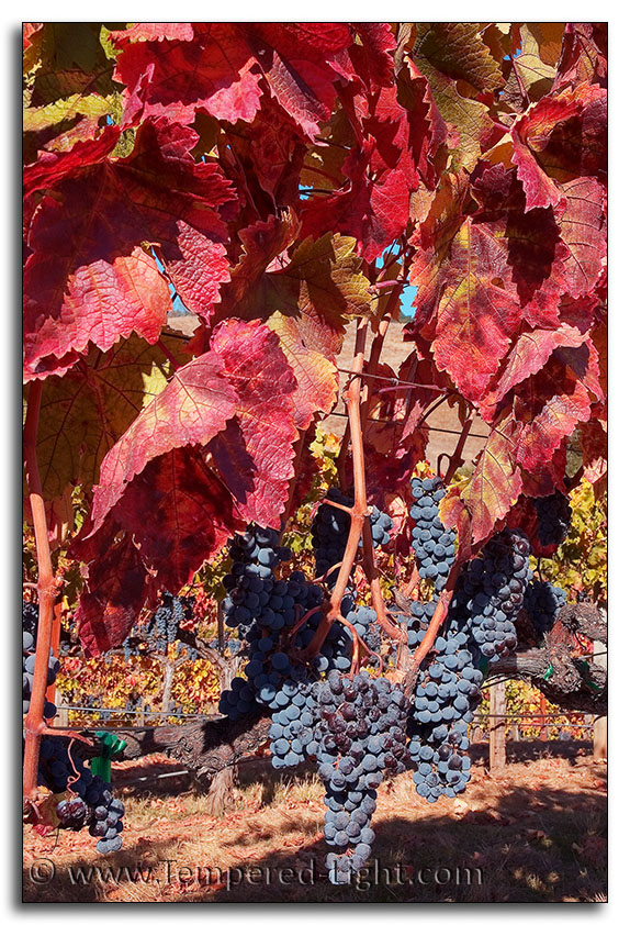 Harvest Season