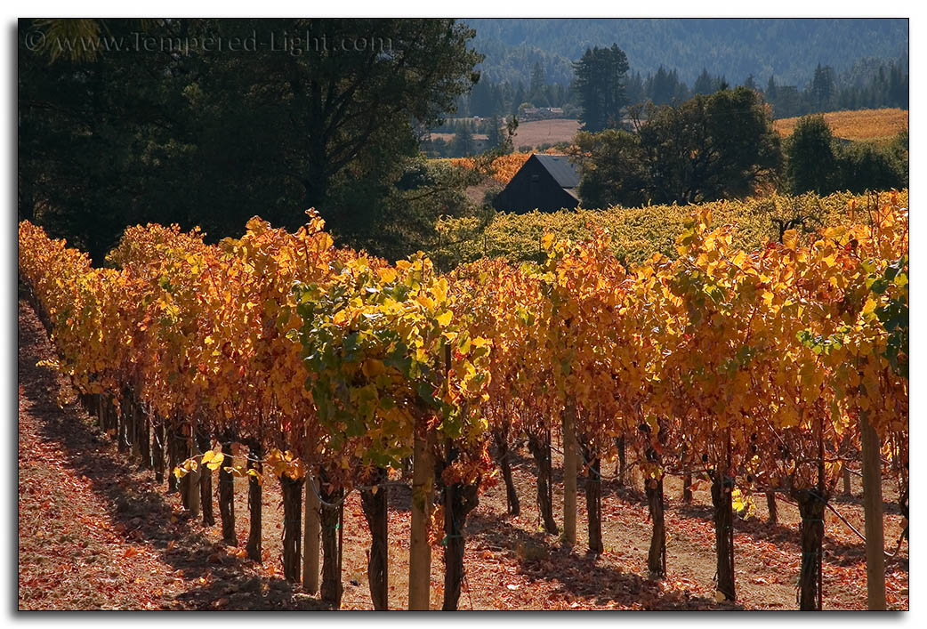 Fall Colors, CA