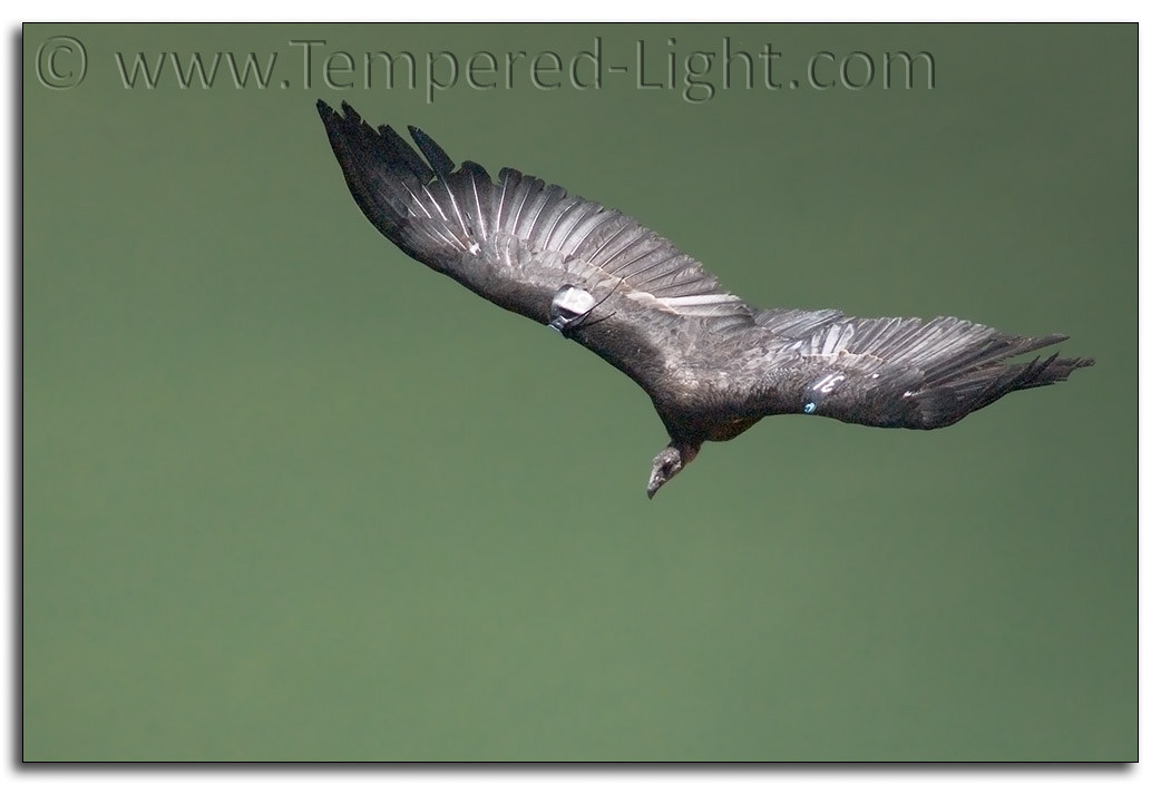 California Condor #31