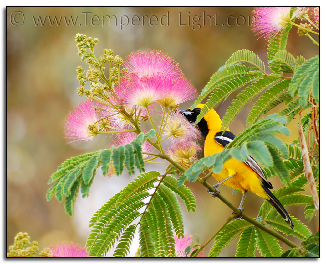 Hooded Oriole in Mimosa Tree