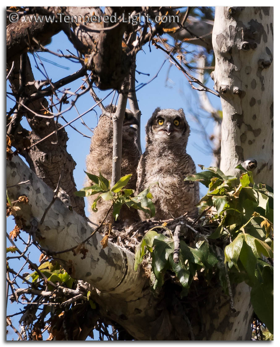 Great Horned Owls
