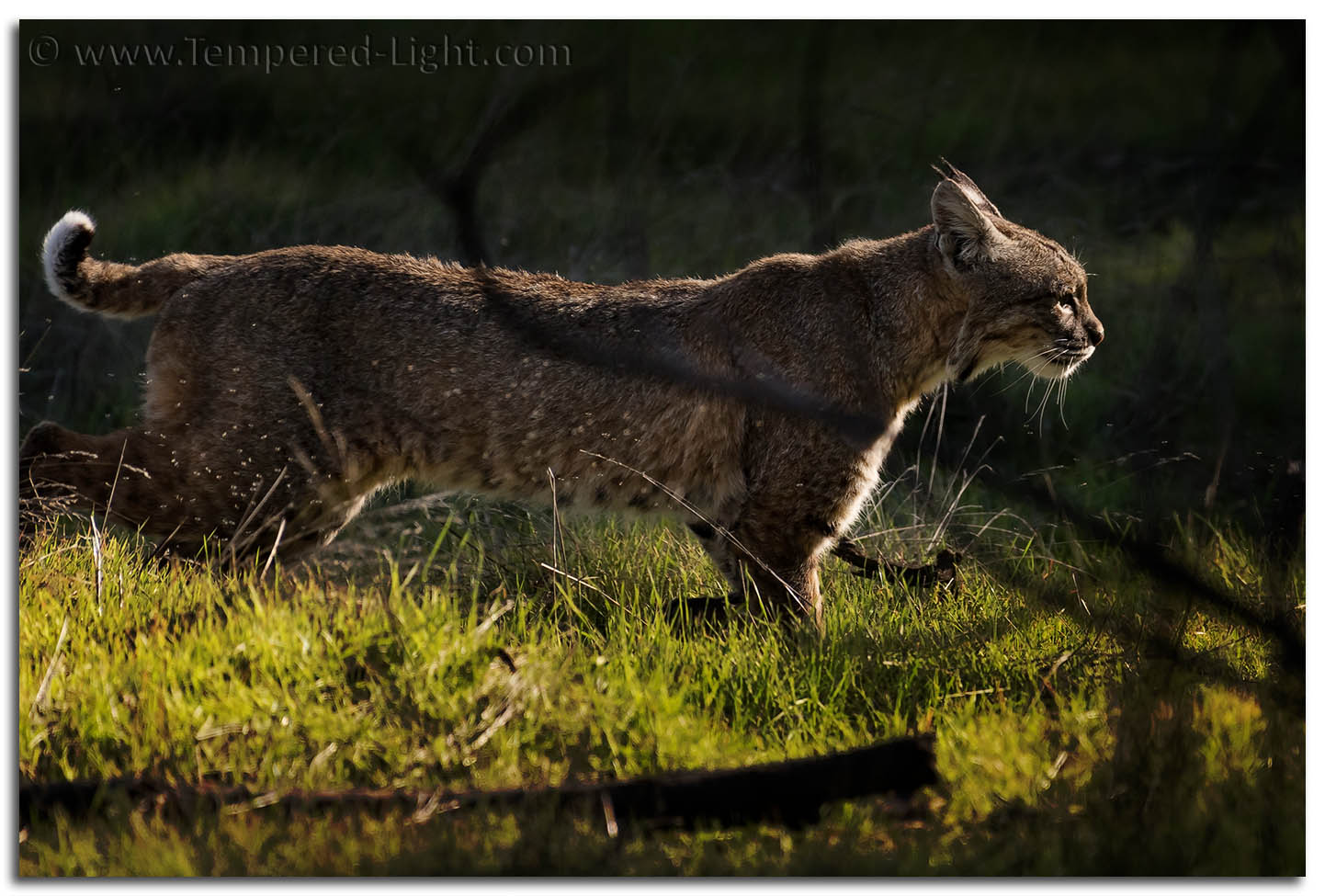 Bobcat