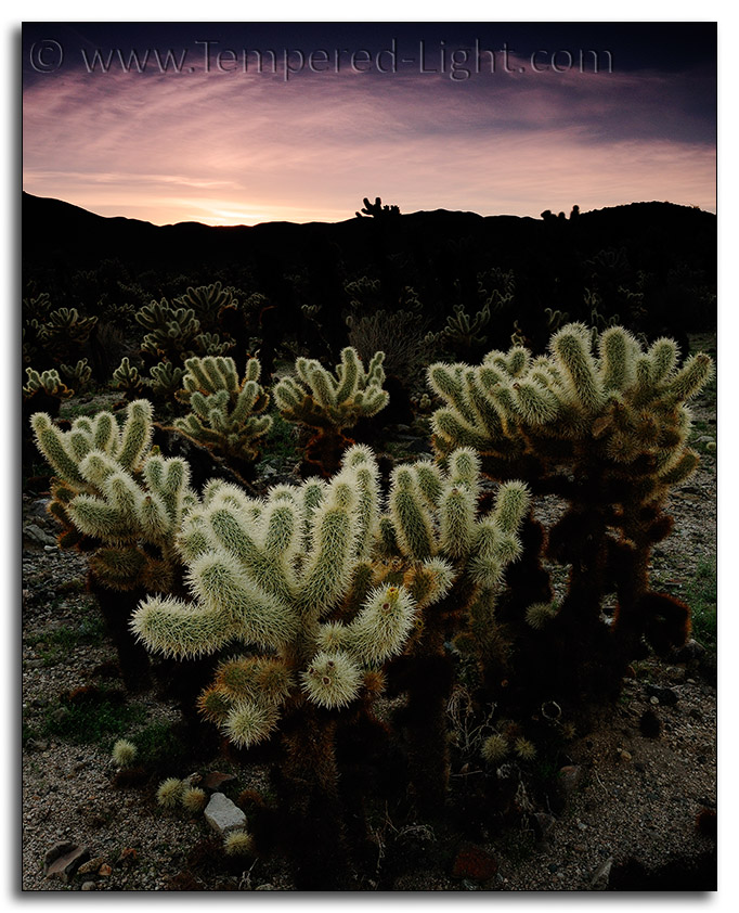 Teddy Bear Cholla