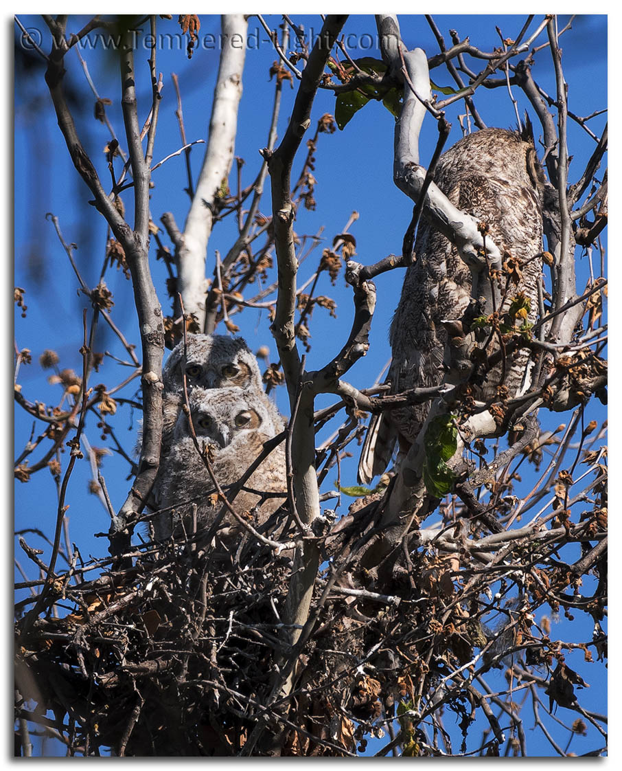Great Horned Owls
