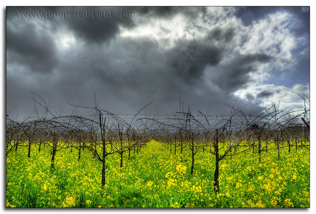 Mustard Storm