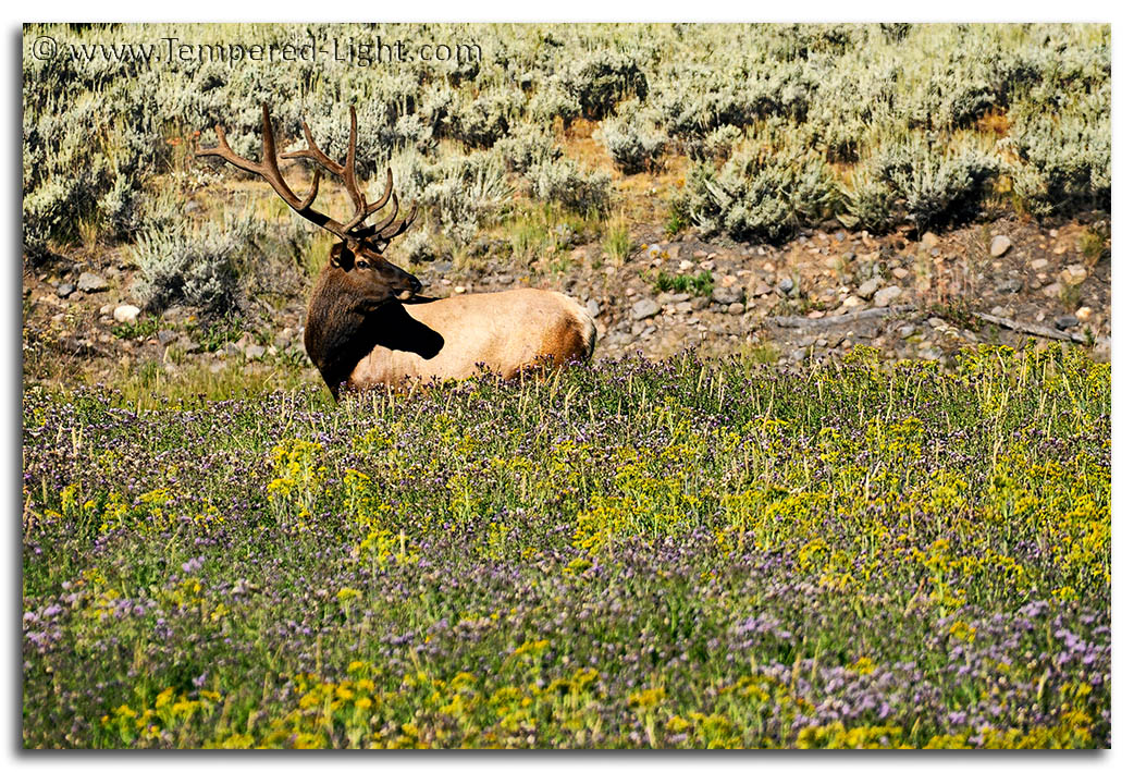 Elk on the Firehole River
