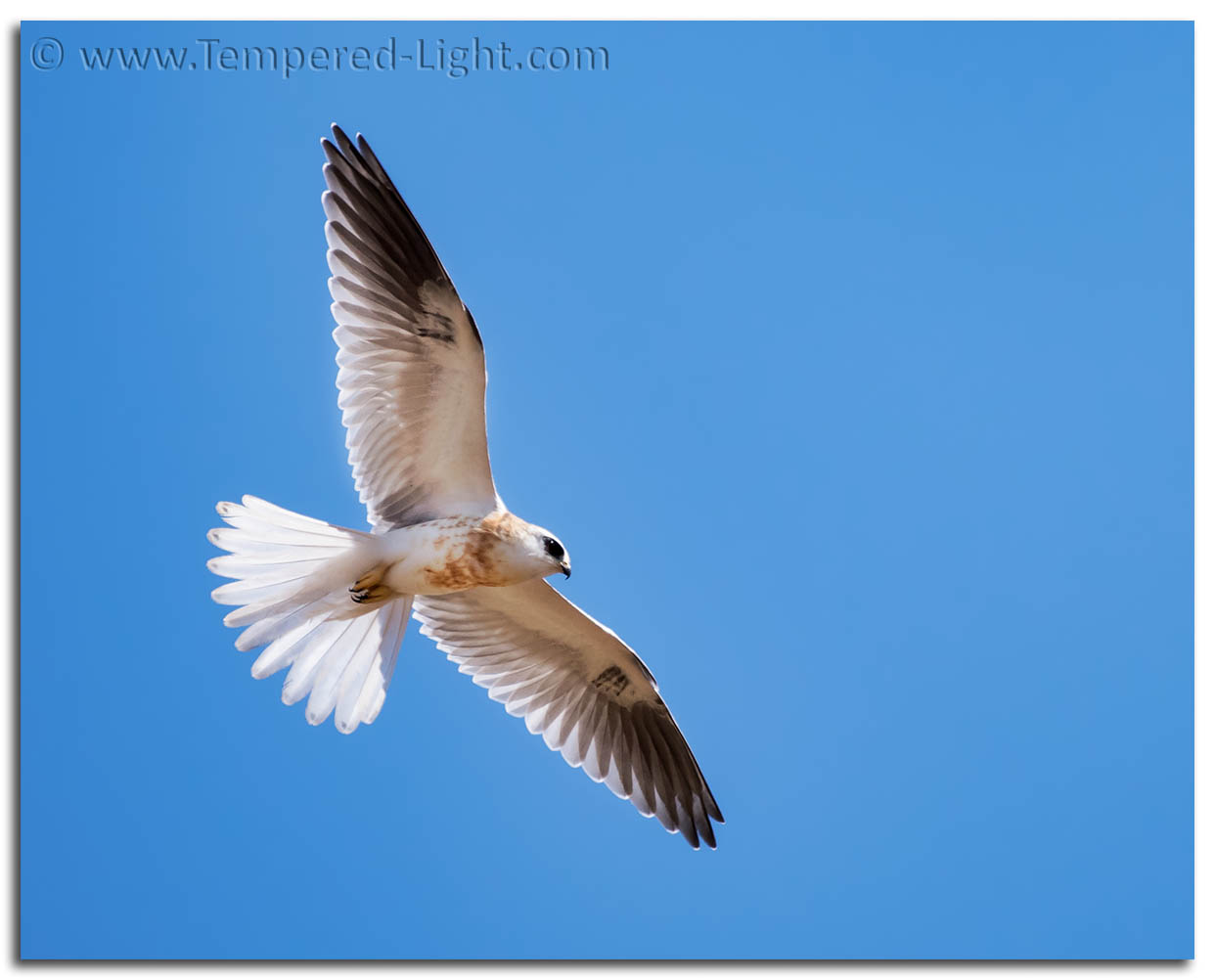 Juvenile White-Tailed Kite