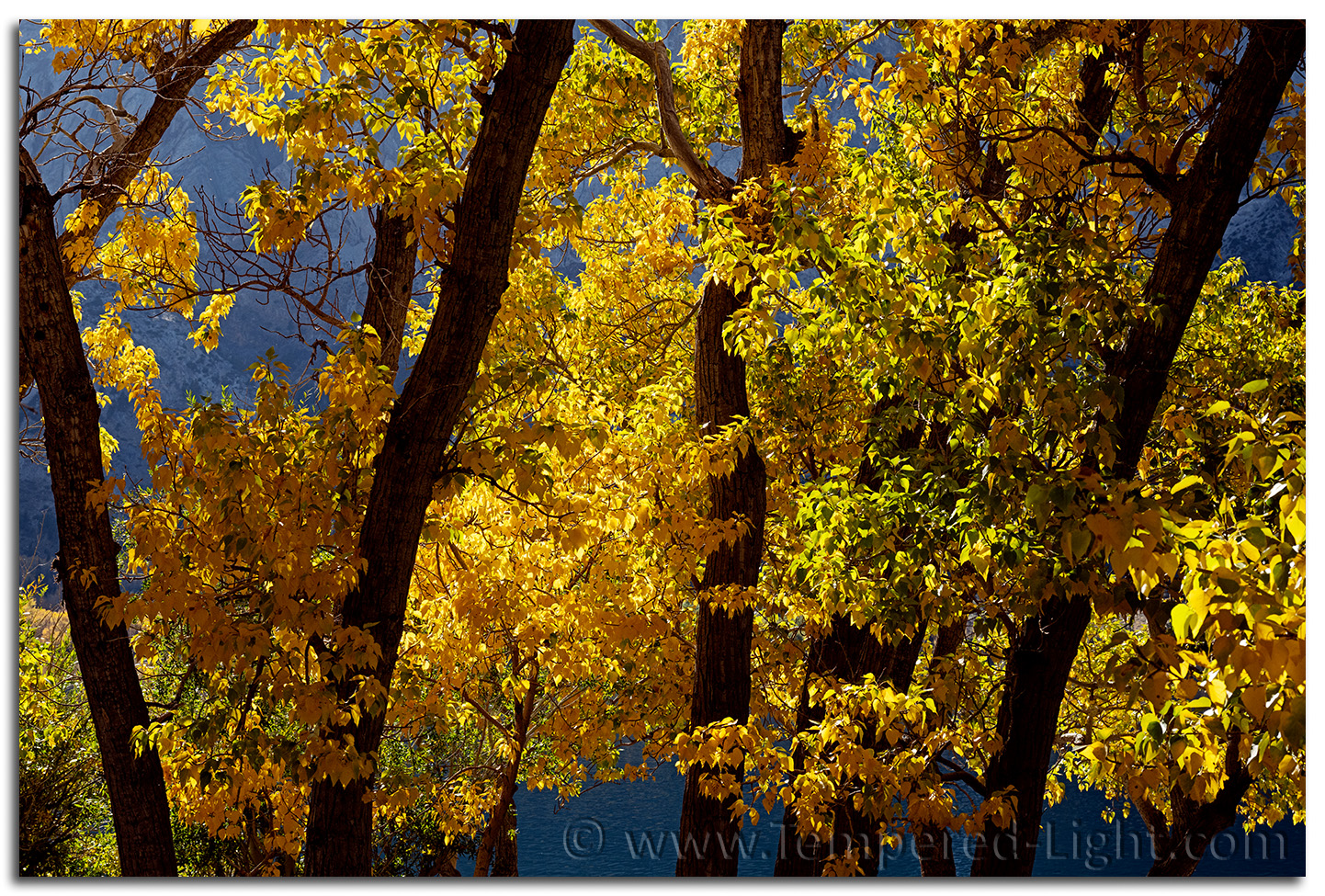 Convict Lake Fall Colors