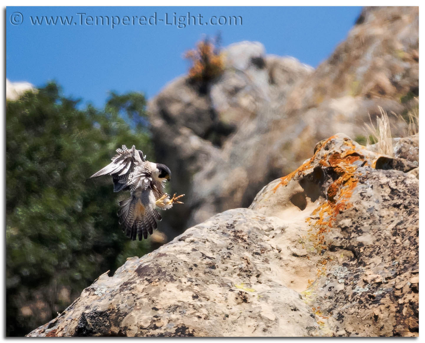 Peregrine Falcon