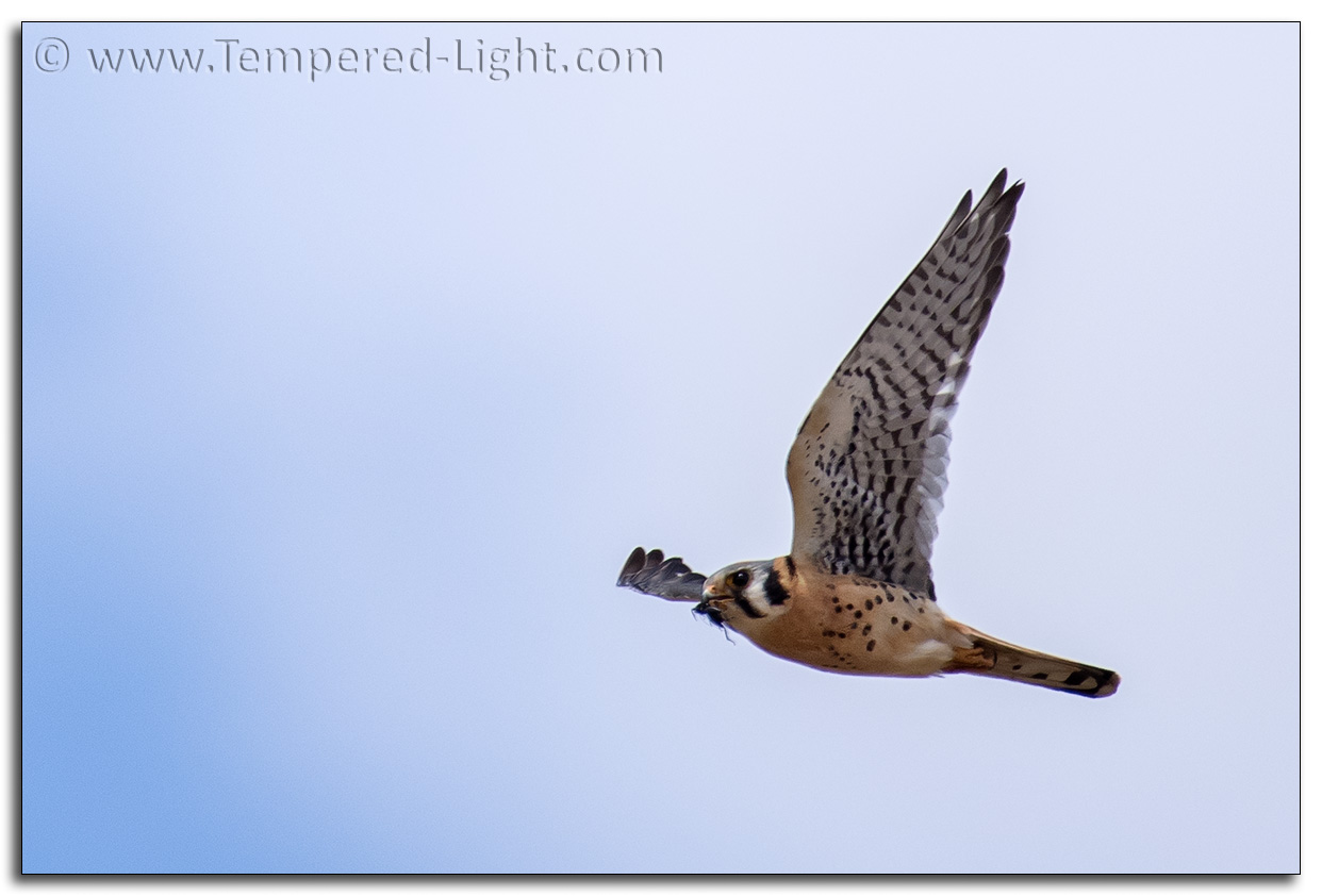 American Kestrel