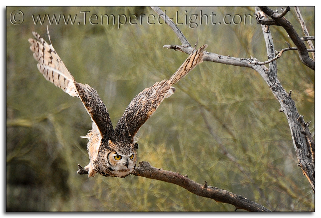 Great Horned Owl