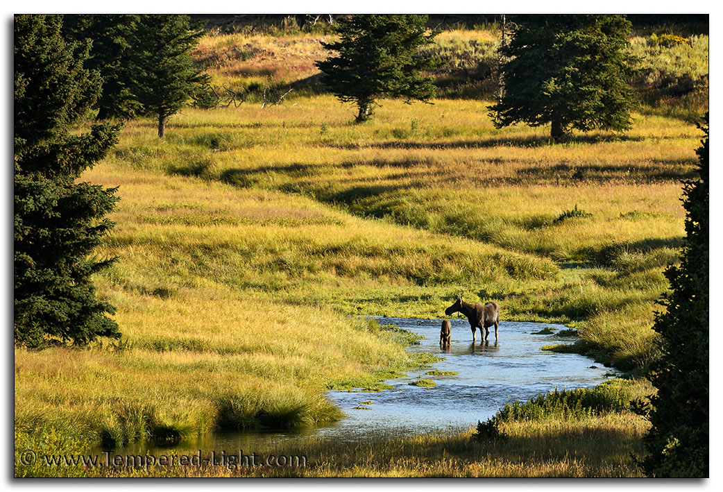 Moose with Calf, Snake River