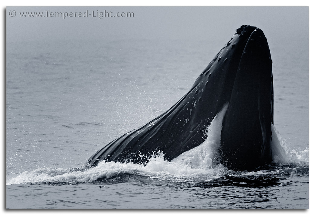 Humpback Whale