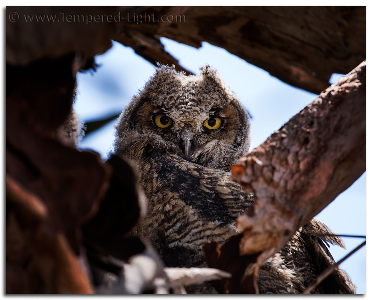 Great Horned Owlet