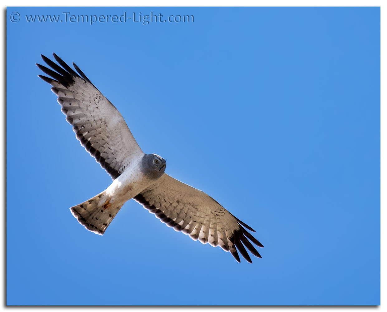 Male Northern Harrier