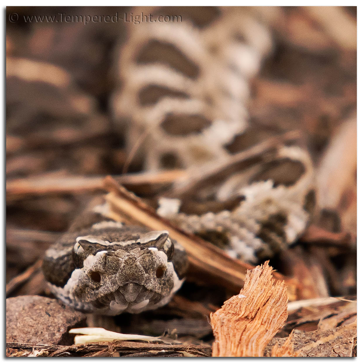 Rattlesnake