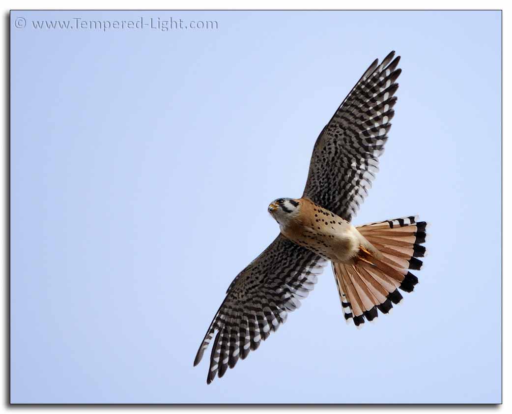 American Kestrel