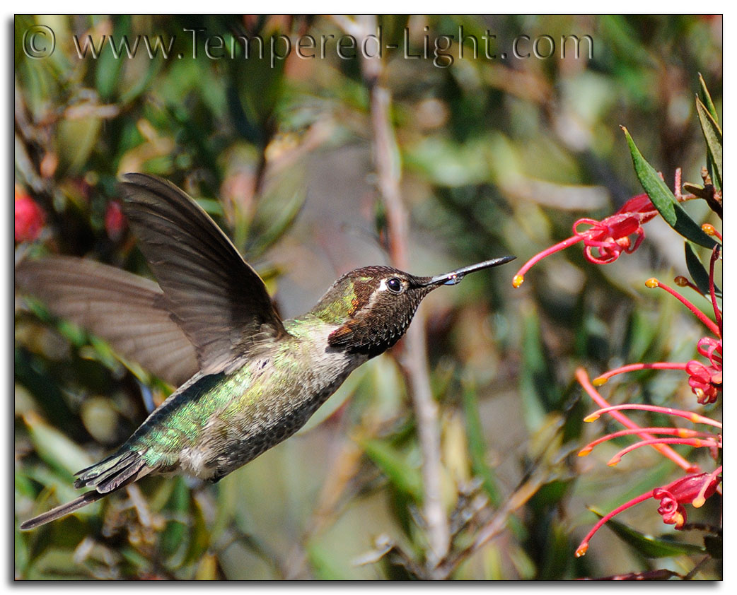 Anna's Hummingbird III