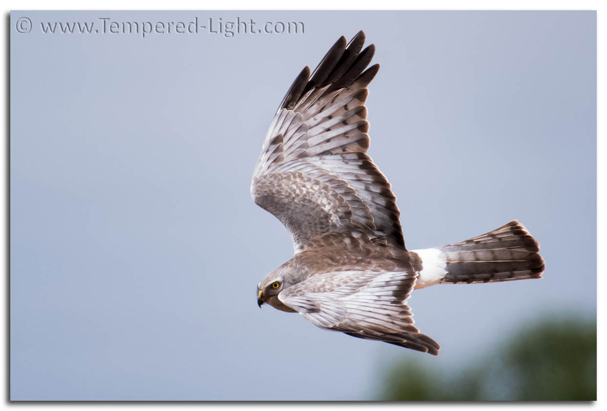 Male Northern Harrier