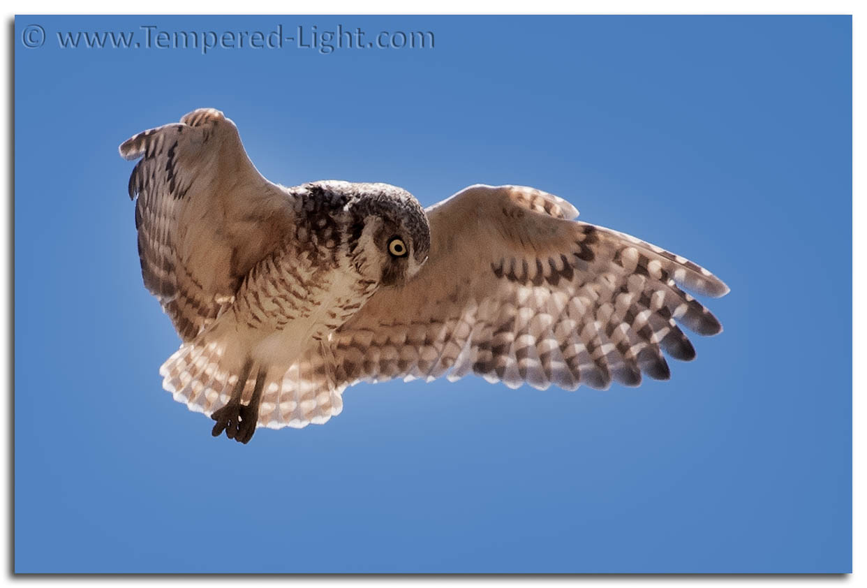 Burrowing Owl