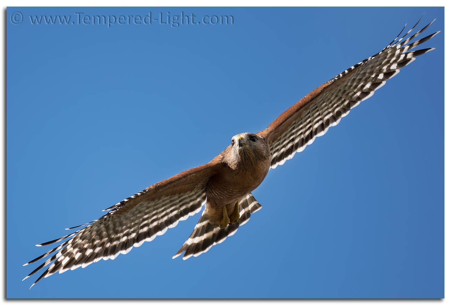 Red-Shouldered Hawk