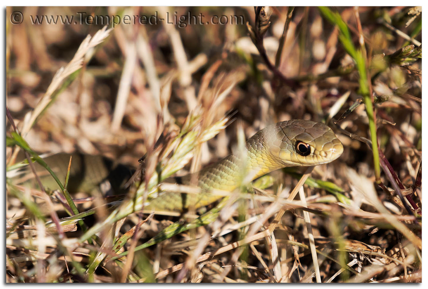 Unknown Tiny Snake