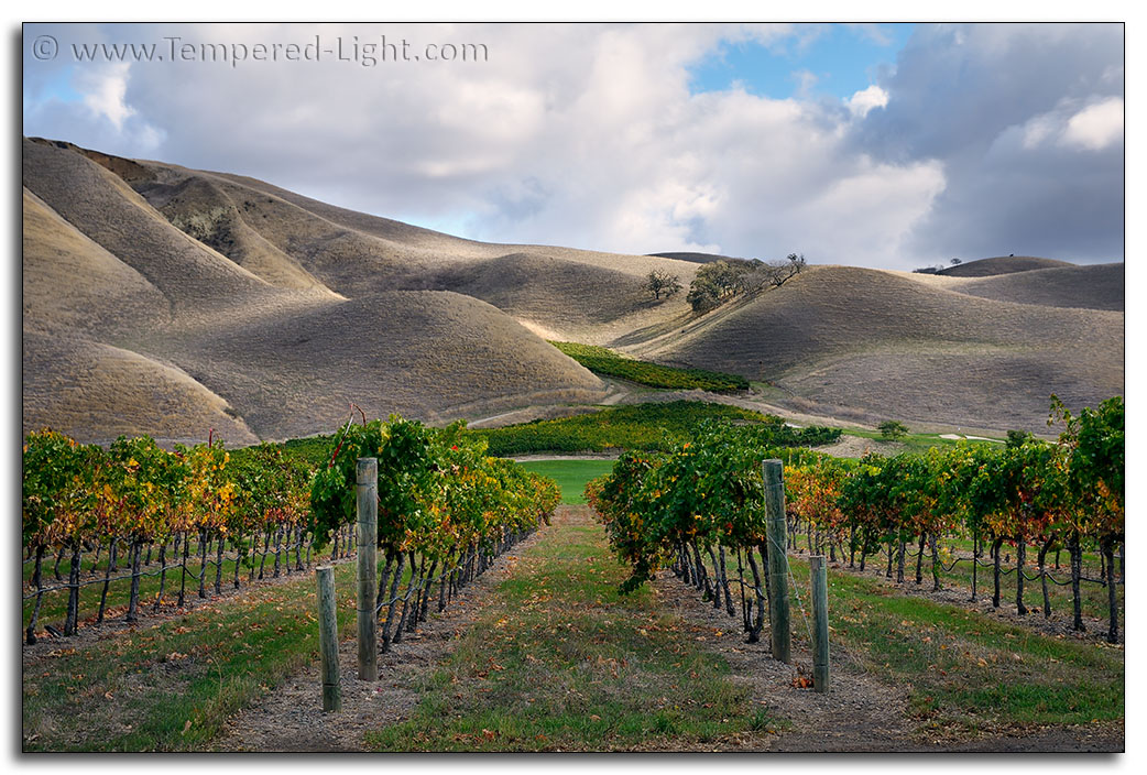 Wente