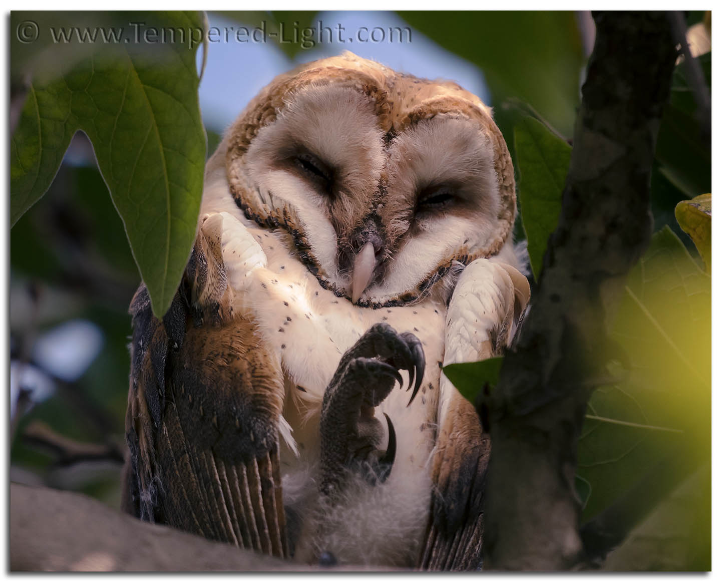 Barn Owlet