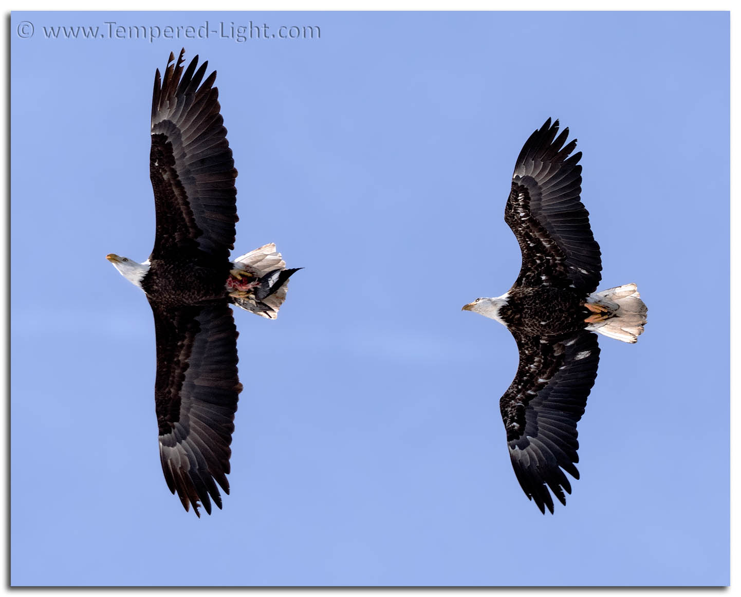 Bald Eagles