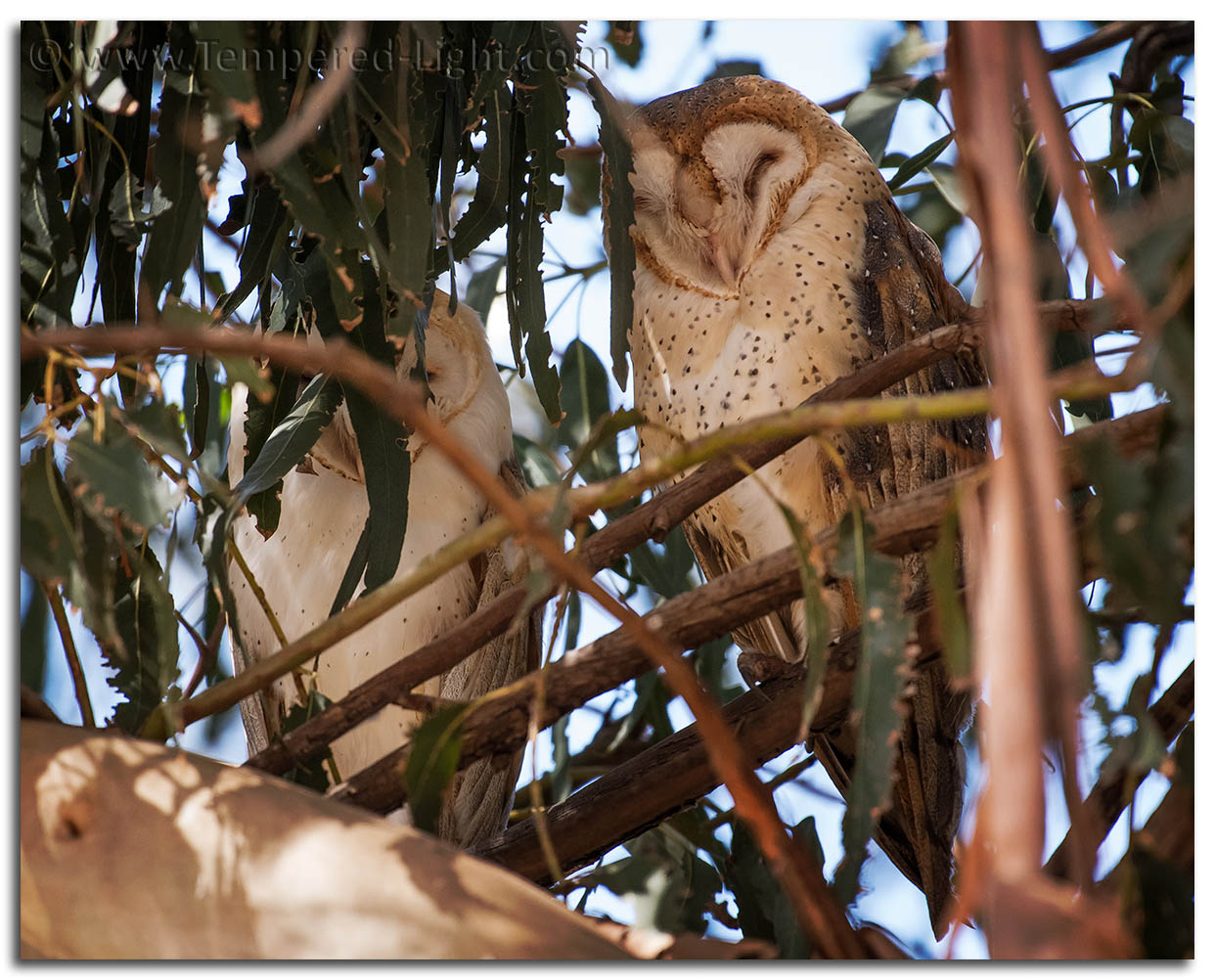 Barn Owl Couple