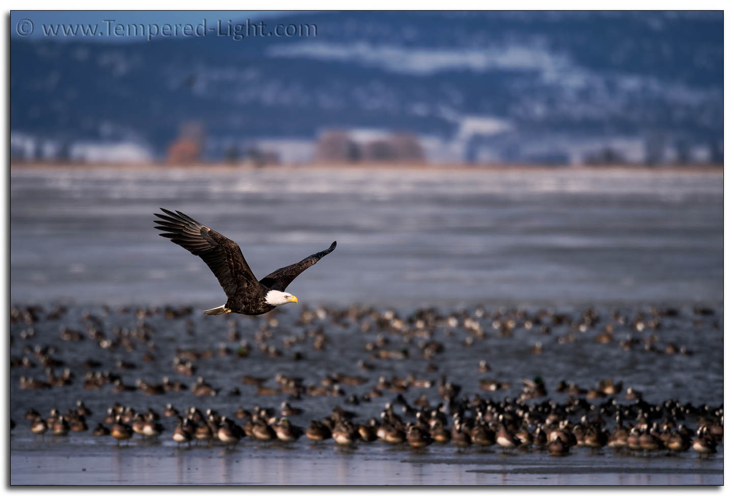 Bald Eagle
