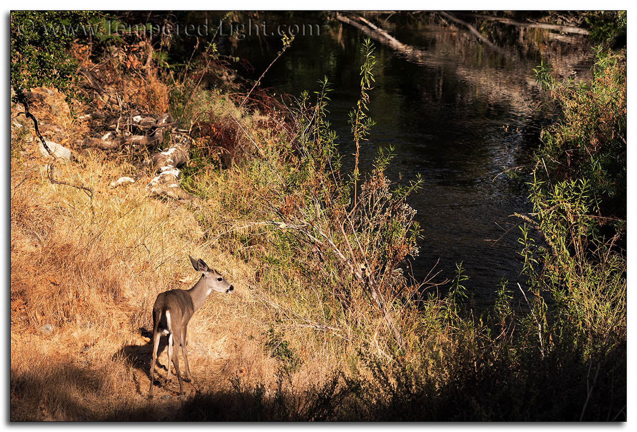 Mule Deer