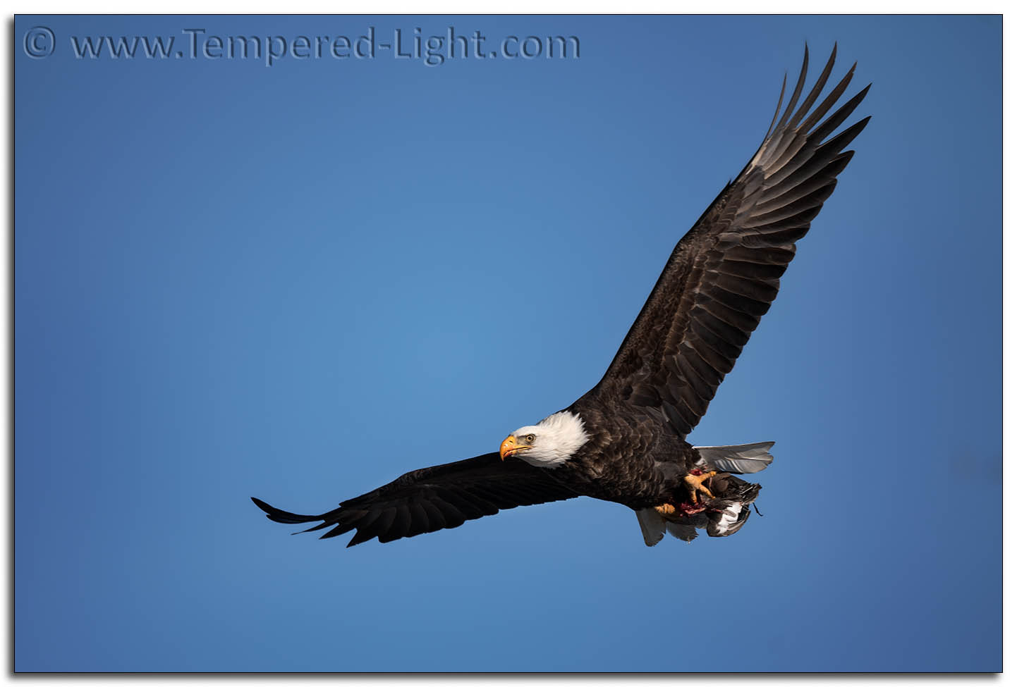 Bald Eagle