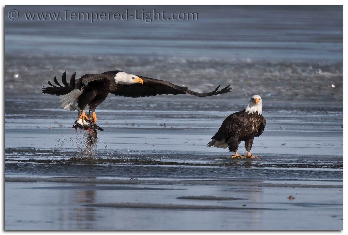 Bald Eagles