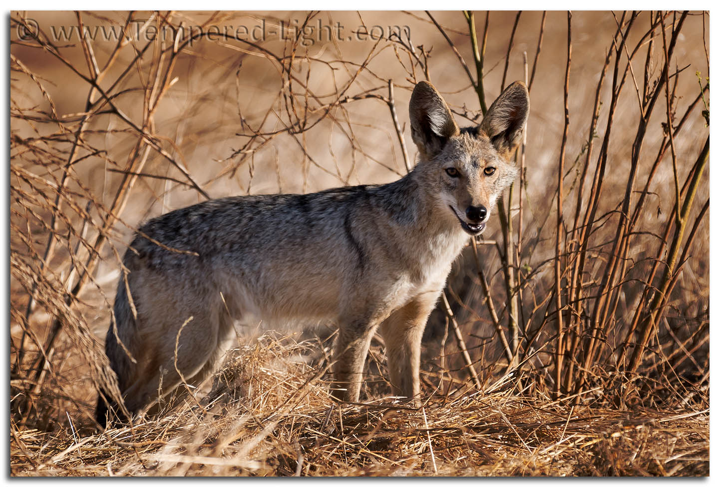 Coyote