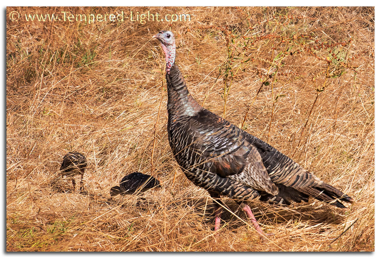 Wild Turkey Family