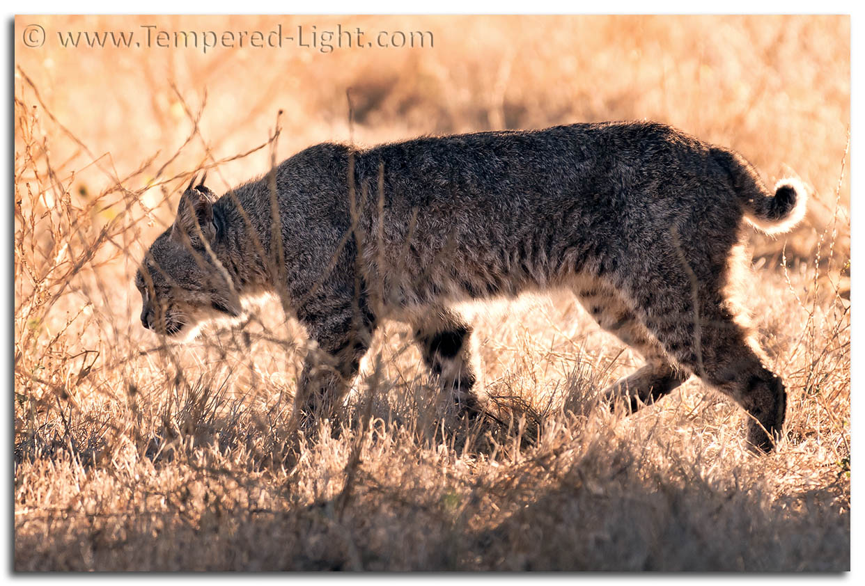 Bobcat
