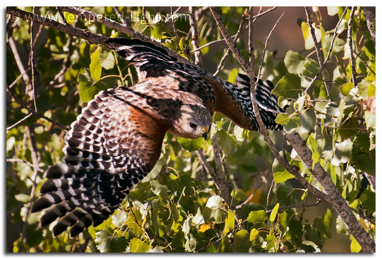 Red-Shouldered Hawk