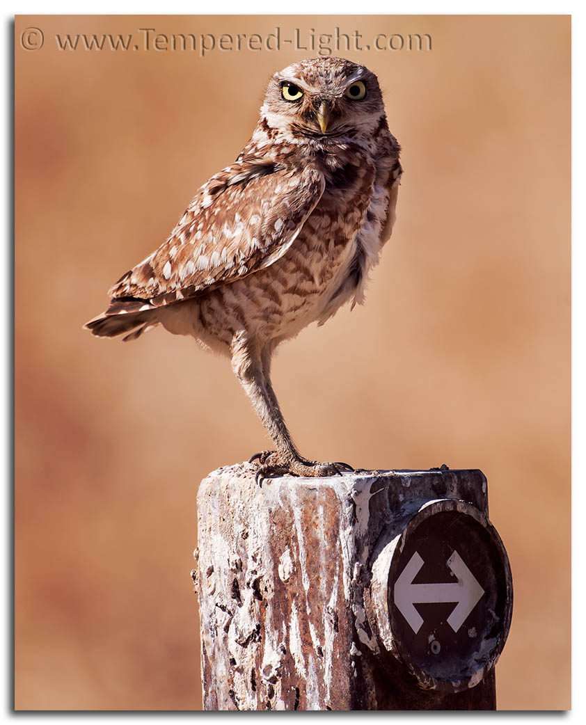 Burrowing Owl