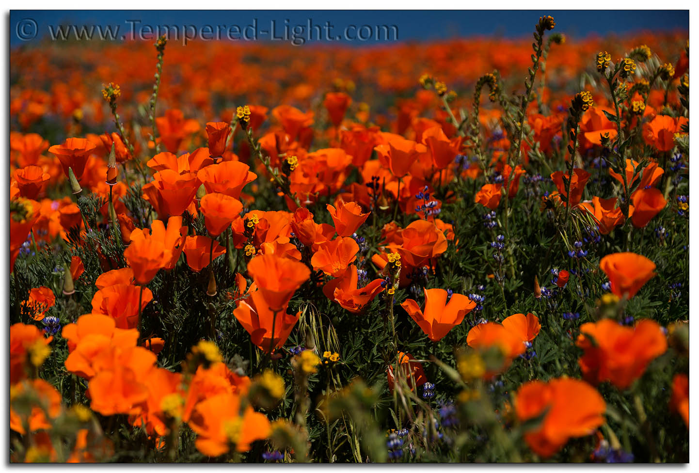 California Poppies
