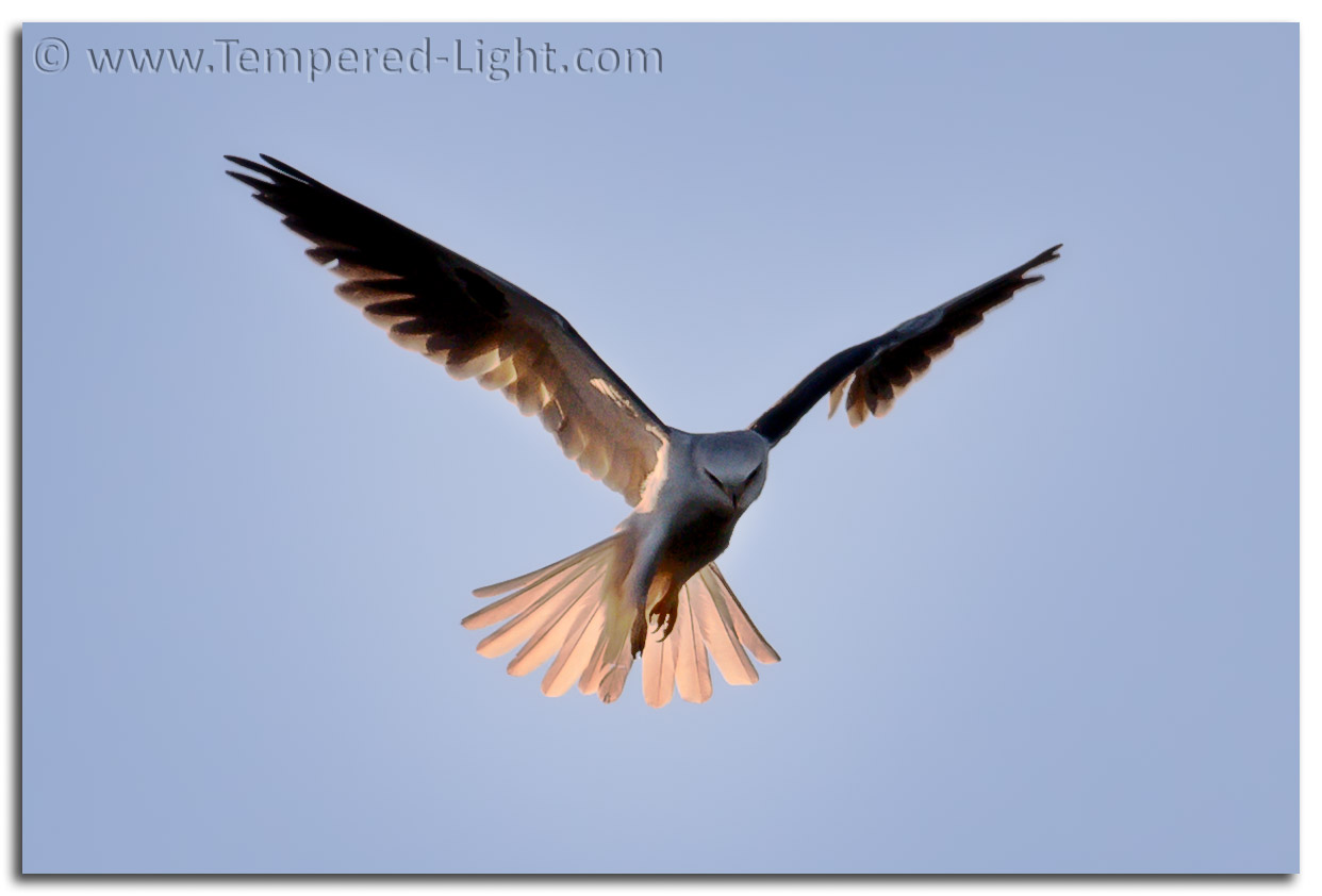 White-Tailed Kite
