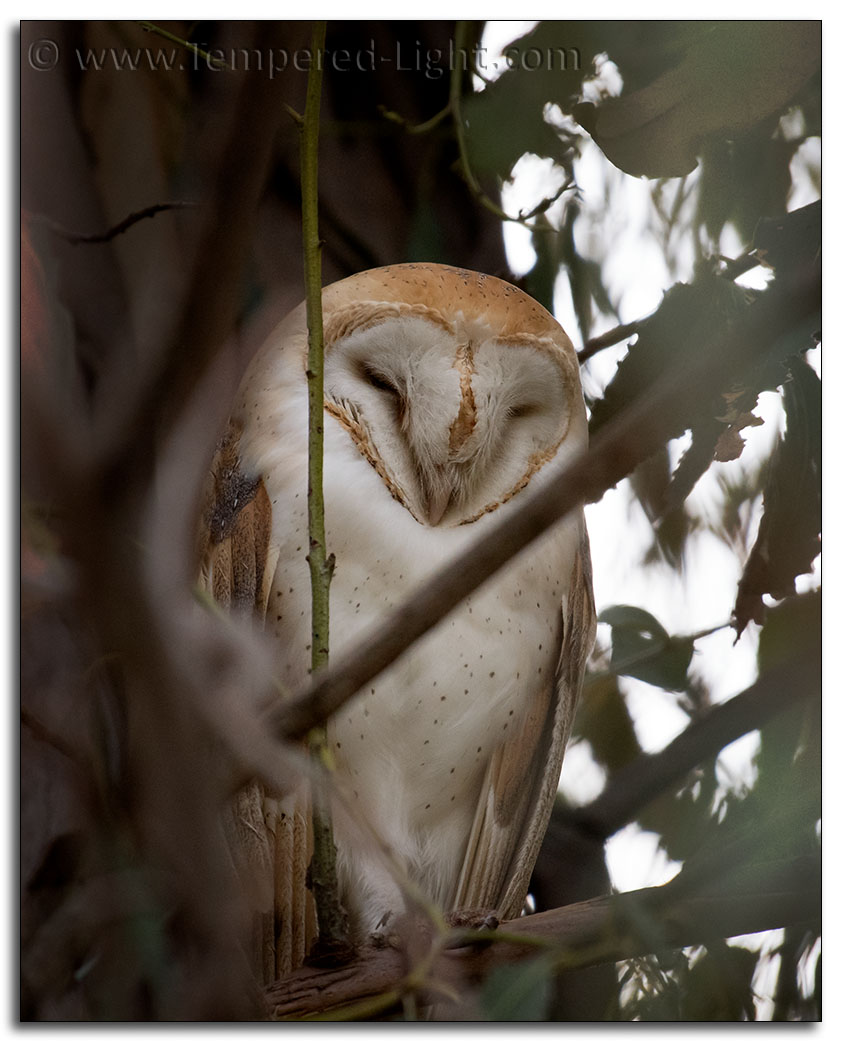 Barn Own in Eucalyptus