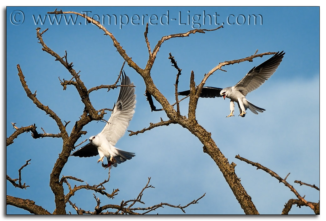 White-Tailed Kites