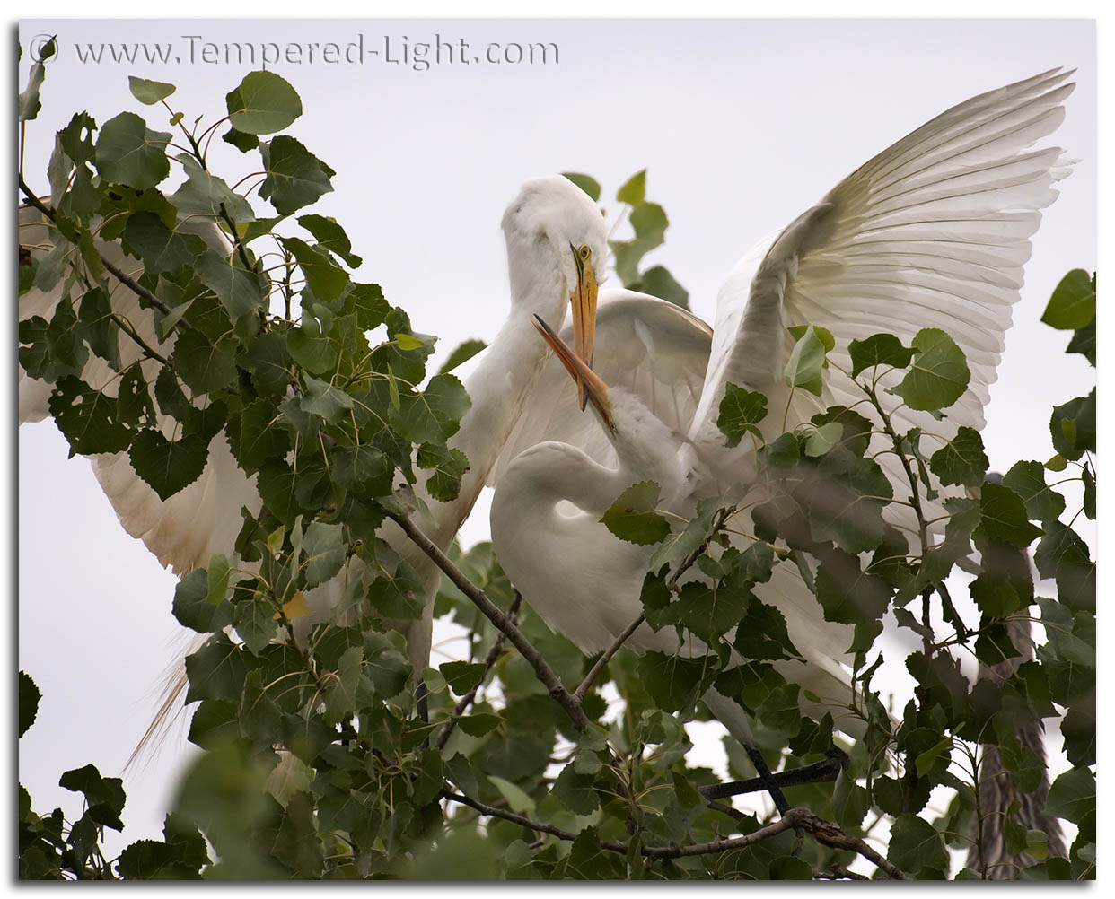 Egret Conflict