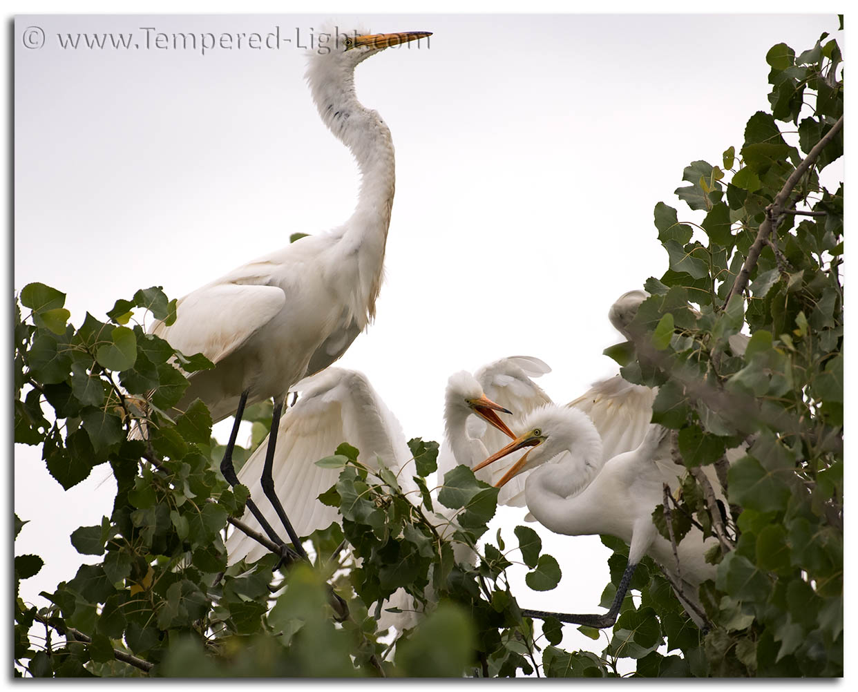 Egret Conflict