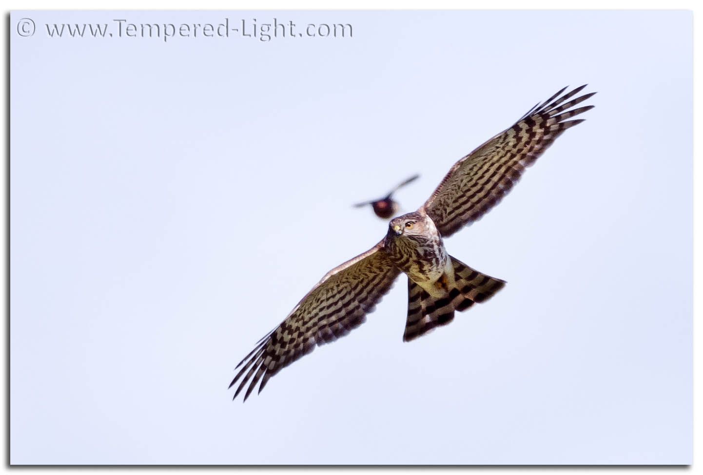 Sharp-Shinned Hawk