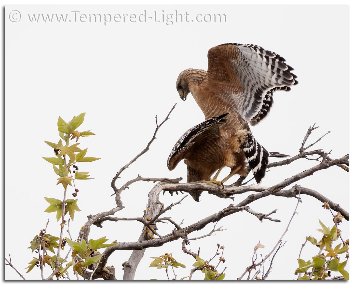 Red-Shouldered Hawks